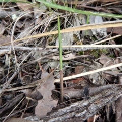 Lyperanthus suaveolens (Brown Beaks) at Point 4081 - 29 Mar 2017 by CathB