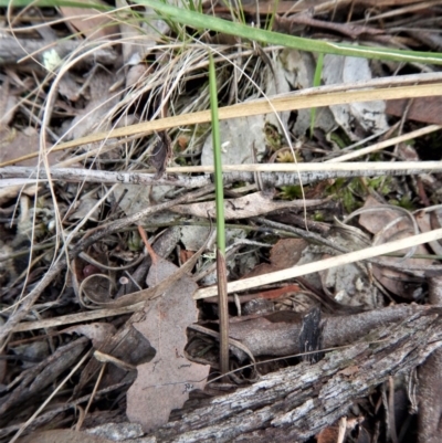 Lyperanthus suaveolens (Brown Beaks) at Aranda, ACT - 28 Mar 2017 by CathB