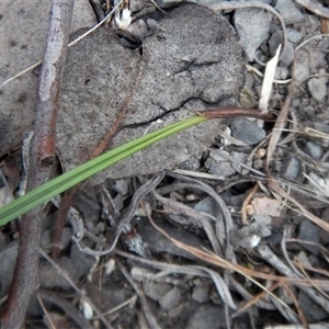 Lyperanthus suaveolens at Undefined Area - suppressed