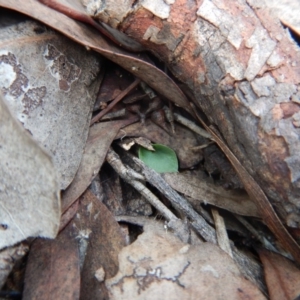 Acianthus collinus at Aranda, ACT - suppressed