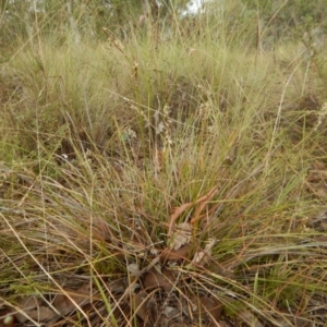 Lepidosperma laterale at Belconnen, ACT - 28 Mar 2017