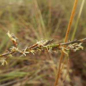 Lepidosperma laterale at Belconnen, ACT - 28 Mar 2017