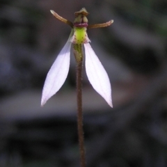 Eriochilus cucullatus (Parson's Bands) at Gang Gang at Yass River - 29 Mar 2017 by SueMcIntyre