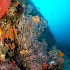 Hydrozoa sp. at Wapengo, NSW - 25 May 2007 by Tathradiving