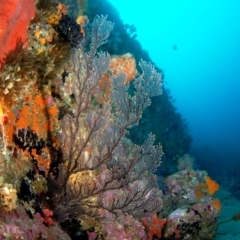 Hydrozoa sp. at Wapengo, NSW - 24 May 2007 by Tathradiving