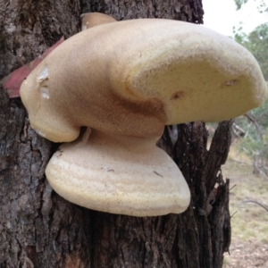 Laetiporus portentosus at Yarralumla, ACT - 18 Mar 2017 11:10 AM