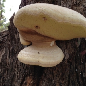 Laetiporus portentosus at Yarralumla, ACT - 18 Mar 2017 11:10 AM