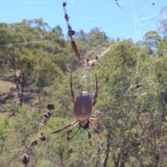 Trichonephila edulis (Golden orb weaver) at Red Hill, ACT - 26 Mar 2017 by Ratcliffe