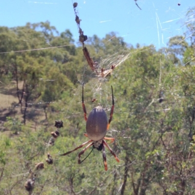 Trichonephila edulis (Golden orb weaver) at Red Hill, ACT - 26 Mar 2017 by Ratcliffe