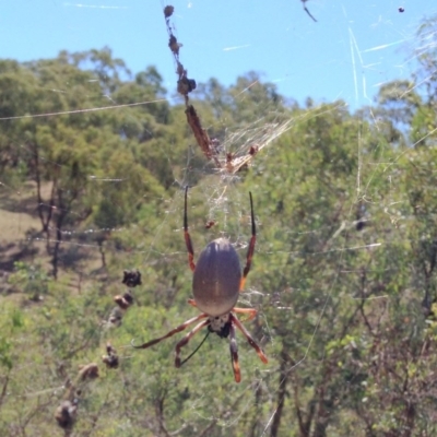 Trichonephila edulis (Golden orb weaver) at Red Hill Nature Reserve - 26 Mar 2017 by Ratcliffe