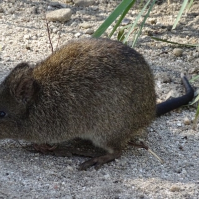 Potorous tridactylus (Long-nosed Potoroo) at Tidbinbilla Nature Reserve - 27 Mar 2017 by roymcd