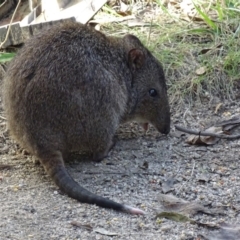 Potorous tridactylus at Paddys River, ACT - 27 Mar 2017