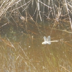 Anax papuensis at Wallaroo, NSW - 29 Mar 2017 01:17 PM