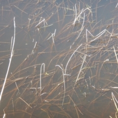 Austrolestes leda at Wallaroo, NSW - 29 Mar 2017 01:17 PM