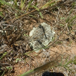 Lycosidae (family) at Wallaroo, NSW - 29 Mar 2017