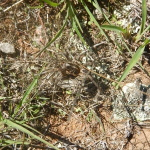 Tasmanicosa sp. (genus) at Wallaroo, NSW - 29 Mar 2017 02:01 PM