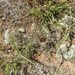 Tasmanicosa sp. (genus) at Wallaroo, NSW - 29 Mar 2017 02:01 PM