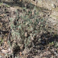 Lavandula stoechas (Spanish Lavender or Topped Lavender) at Rob Roy Range - 28 Mar 2017 by michaelb