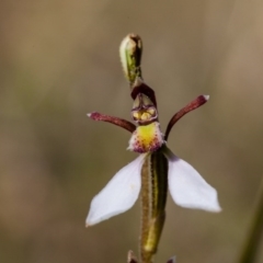 Eriochilus cucullatus (Parson's Bands) at Murrumbateman, NSW - 29 Mar 2017 by SallyandPeter