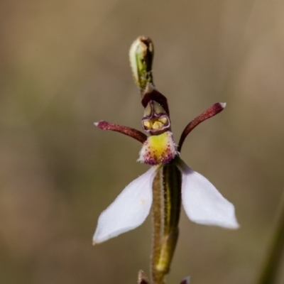 Eriochilus cucullatus (Parson's Bands) at Murrumbateman, NSW - 29 Mar 2017 by SallyandPeter