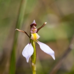 Eriochilus cucullatus at Murrumbateman, NSW - 29 Mar 2017