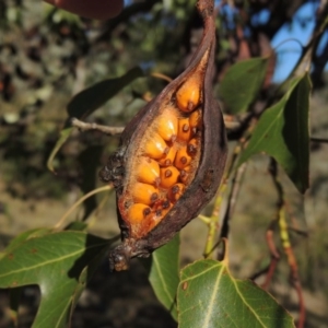 Brachychiton populneus subsp. populneus at Banks, ACT - 28 Mar 2017