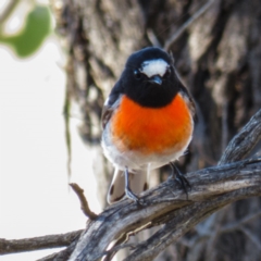 Petroica boodang (Scarlet Robin) at Mulligans Flat - 28 Mar 2017 by CedricBear