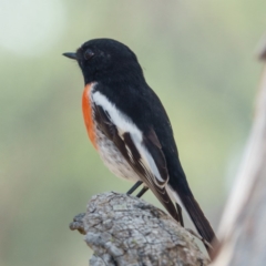 Petroica boodang (Scarlet Robin) at Mulligans Flat - 29 Mar 2017 by CedricBear