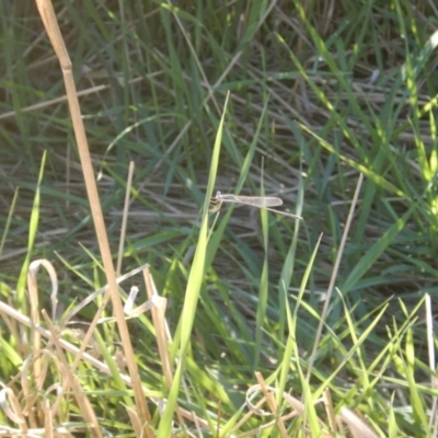 Austrolestes analis (Slender Ringtail) at O'Connor Ridge to Gungahlin Grasslands - 29 Mar 2017 by MichaelMulvaney