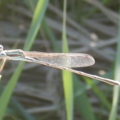 Austrolestes analis at Kaleen, ACT - 29 Mar 2017 04:41 PM