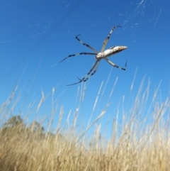 Argiope protensa (Long-tailed Argiope) at Kaleen, ACT - 29 Mar 2017 by MichaelMulvaney