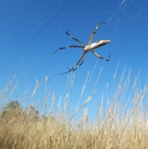 Argiope protensa at Kaleen, ACT - 29 Mar 2017