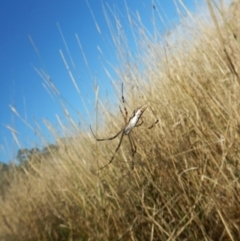 Argiope protensa at Kaleen, ACT - 29 Mar 2017