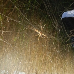 Argiope protensa at Kaleen, ACT - 29 Mar 2017 04:42 PM