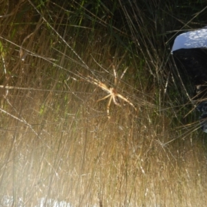 Argiope protensa at Kaleen, ACT - 29 Mar 2017