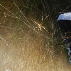 Argiope protensa at Kaleen, ACT - 29 Mar 2017