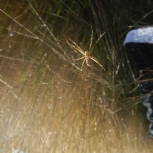 Argiope protensa at Kaleen, ACT - 29 Mar 2017