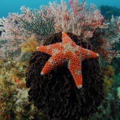 Asterodiscides truncatus (Asterodiscides truncatus) at Tathra, NSW - 13 Apr 2013 by Tathradiving