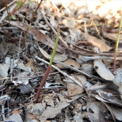 Lyperanthus suaveolens (Brown Beaks) at Aranda Bushland - 29 Mar 2017 by CathB