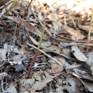 Lyperanthus suaveolens at Aranda, ACT - 29 Mar 2017