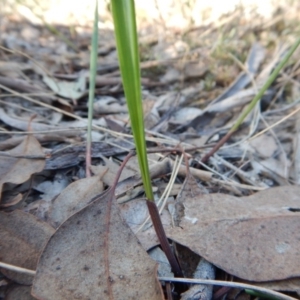 Lyperanthus suaveolens at Aranda, ACT - 29 Mar 2017