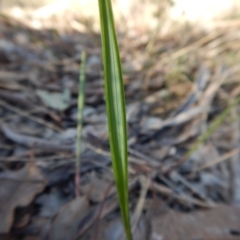 Lyperanthus suaveolens at Aranda, ACT - 29 Mar 2017