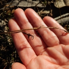 Lyperanthus suaveolens at Aranda, ACT - 29 Mar 2017