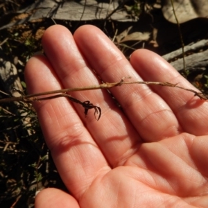 Lyperanthus suaveolens at Aranda, ACT - 29 Mar 2017