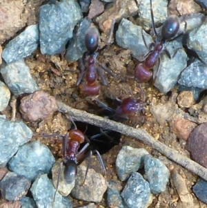 Iridomyrmex purpureus at Canberra Central, ACT - 26 Mar 2017 04:47 PM