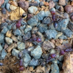 Iridomyrmex purpureus at Canberra Central, ACT - 26 Mar 2017