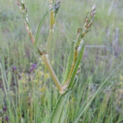 Rumex dumosus (Wiry Dock) at Conder, ACT - 18 Oct 2016 by michaelb