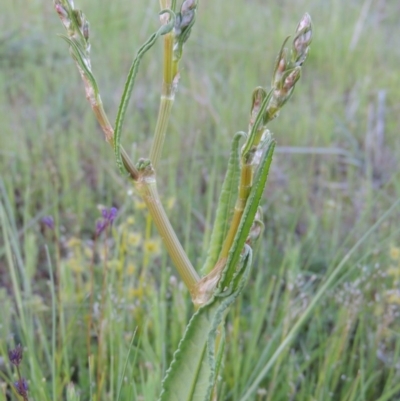 Rumex dumosus (Wiry Dock) at Conder, ACT - 18 Oct 2016 by MichaelBedingfield