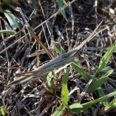 Acrida conica (Giant green slantface) at Mount Painter - 29 Mar 2017 by CathB