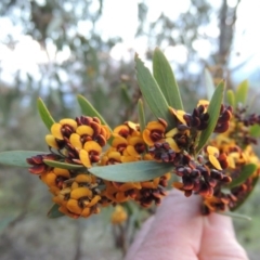 Daviesia mimosoides (Bitter Pea) at Conder, ACT - 18 Oct 2016 by michaelb